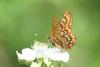 Euphydryas maturna
